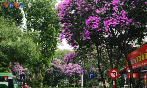 Sắc Tím Lãng Mạn