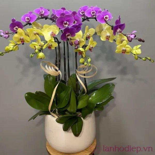 Tâm Linh và Sắc Tím